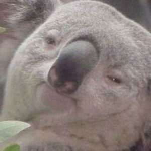 Meet your Posher, Nicos